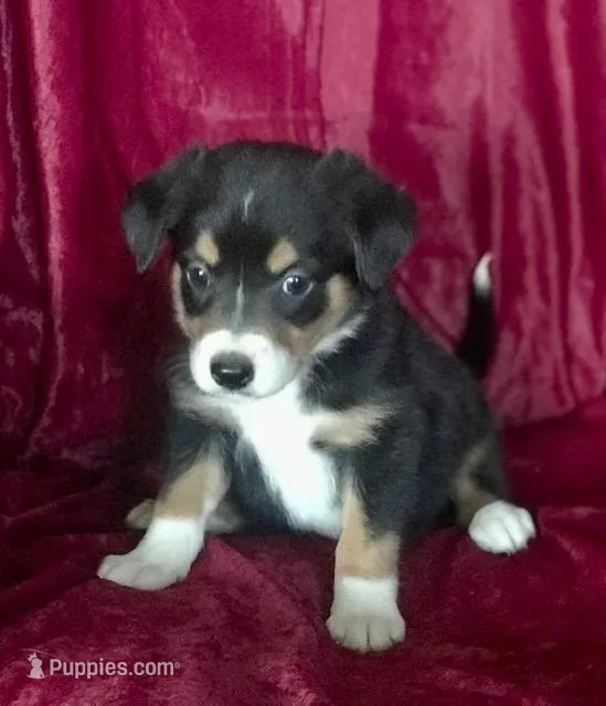 MITSY - MOTHER'S DAY SALE! – Border Collie puppy for sale in Atoka, OK
