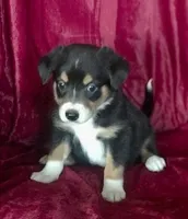 Photo of MITSY - MOTHER'S DAY SALE!