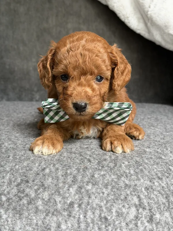 Russet – Cavapoo puppy for sale in El Paso, IL