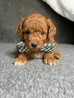 Russet, a male Cavapoo for sale in El Paso, IL – 1 of 1