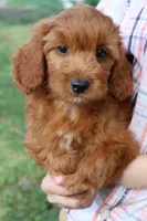 Pumpkin, a male Cavapoo for sale in El Paso, IL – 2 of 2
