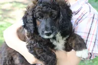 Summit , a male Miniature Bernedoodle for sale in El Paso, IL – 1 of 1