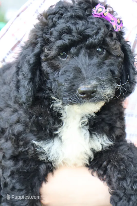 Sierra  – Miniature Bernedoodle puppy for sale in El Paso, IL
