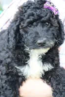 Sierra , a female Miniature Bernedoodle for sale in El Paso, IL – 1 of 1