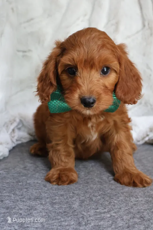 Pumpkin – Cavapoo puppy for sale in El Paso, IL