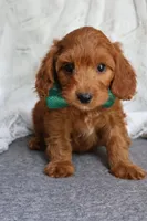 Pumpkin, a male Cavapoo for sale in El Paso, IL – 1 of 2