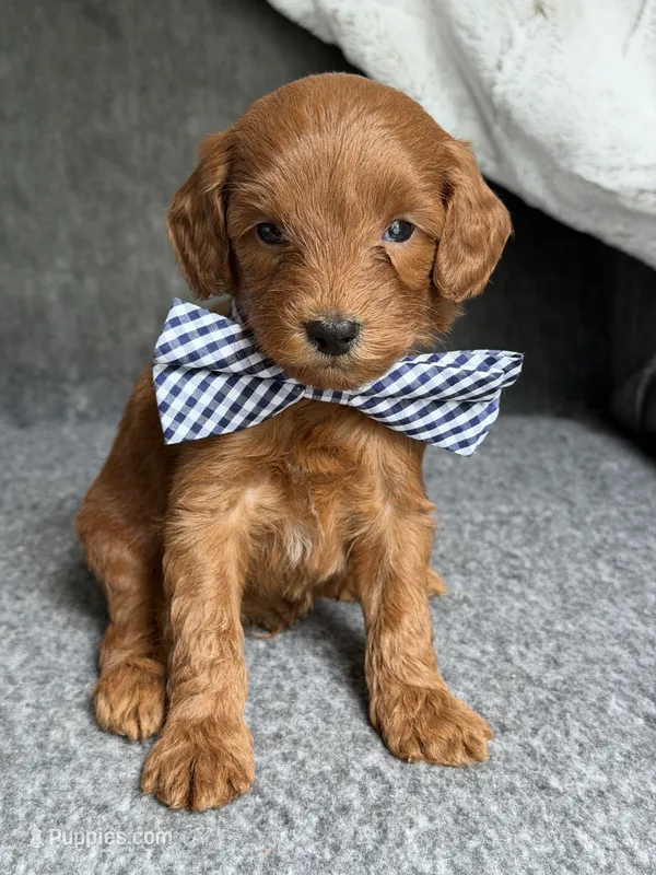 Blaze  – Cavapoo puppy for sale in El Paso, IL