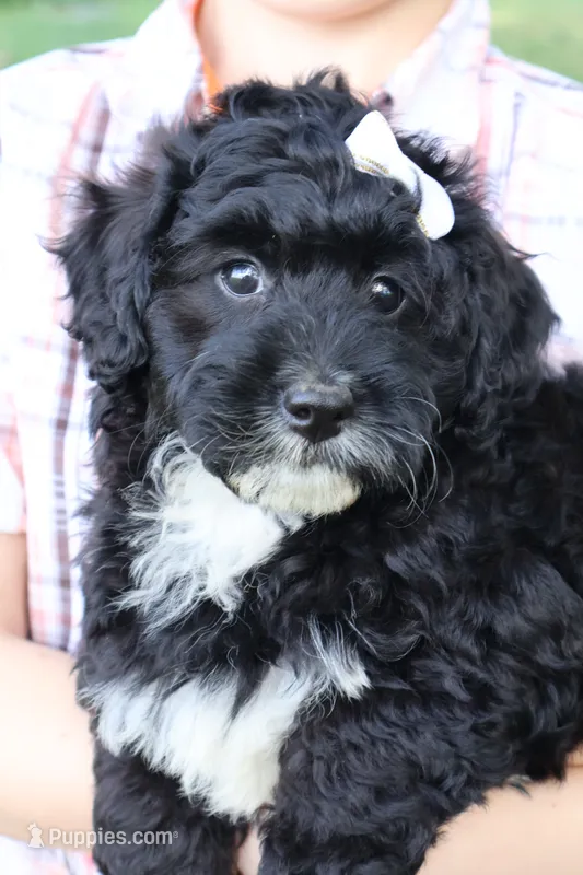 Denali  – Miniature Bernedoodle puppy for sale in El Paso, IL