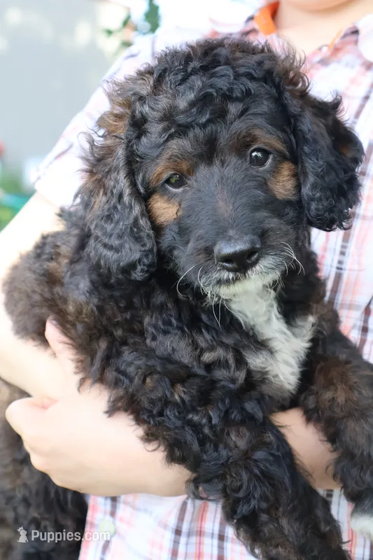 Aspen  – Miniature Bernedoodle puppy for sale in El Paso, IL