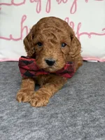 Rusty, a male Cavapoo for sale in El Paso, IL – 1 of 1