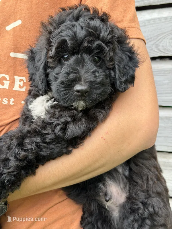 Rainer  – Miniature Bernedoodle puppy for sale in El Paso, IL
