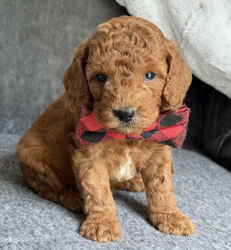 Rusty – Cavapoo puppy for sale in El Paso, IL