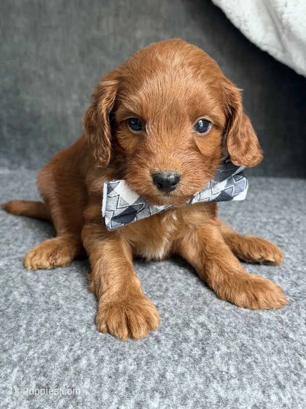 Pumpkin – Cavapoo puppy for sale in El Paso, IL