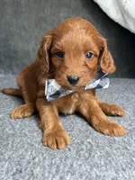Pumpkin, a male Cavapoo for sale in El Paso, IL – 1 of 1