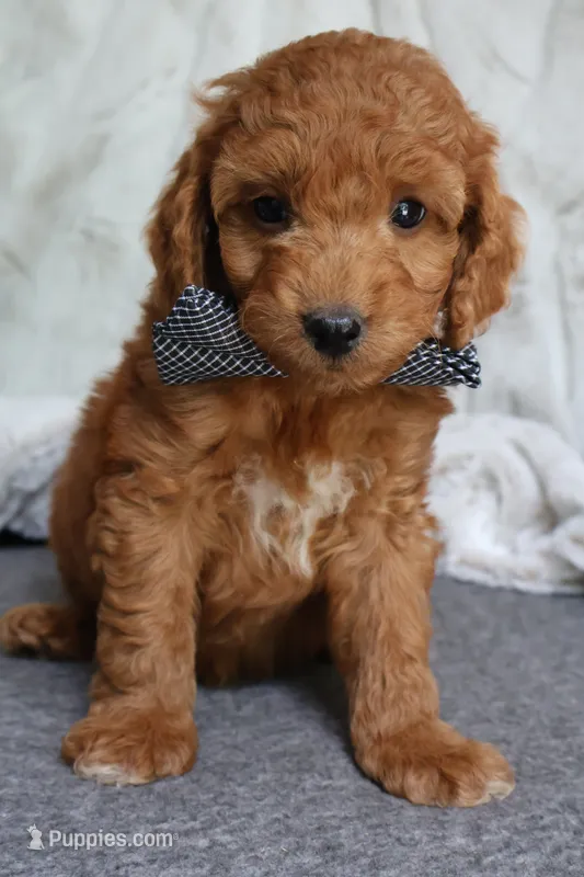 Russet – Cavapoo puppy for sale in El Paso, IL