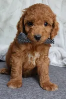 Russet, a male Cavapoo for sale in El Paso, IL – 1 of 1