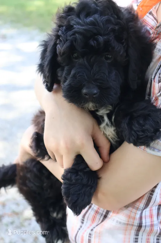 Rainer  – Miniature Bernedoodle puppy for sale in El Paso, IL