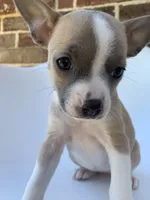 Blue Fawn , a female French Bulldog and Chihuahua for sale in Jonesboro, AR – 3 of 3