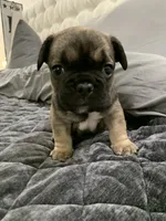 Sable , a male French Bulldog for sale in Brookland, AR – 2 of 2