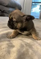Sable *Weekend Sale*, a male French Bulldog for sale in Brookland, AR – 2 of 2