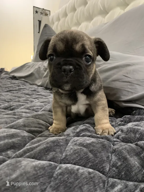 Sable  – French Bulldog puppy for sale in Brookland, AR