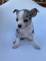 Merle , a female French Bulldog and Chihuahua for sale in Jonesboro, AR – 3 of 3