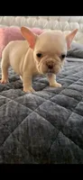 White Tan, a male French Bulldog for sale in Cardwell, MO – 2 of 4
