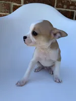 Tan White , a male French Bulldog and Chihuahua for sale in Jonesboro, AR – 1 of 3