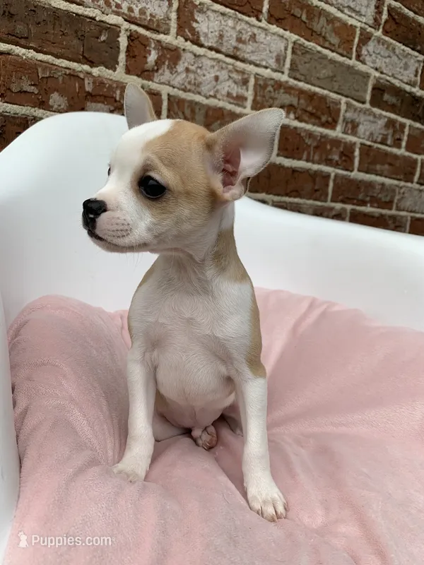 Tan White  – French Bulldog, Chihuahua puppy for sale in Jonesboro, AR