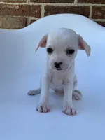 White , a male French Bulldog and Chihuahua for sale in Jonesboro, AR – 2 of 3