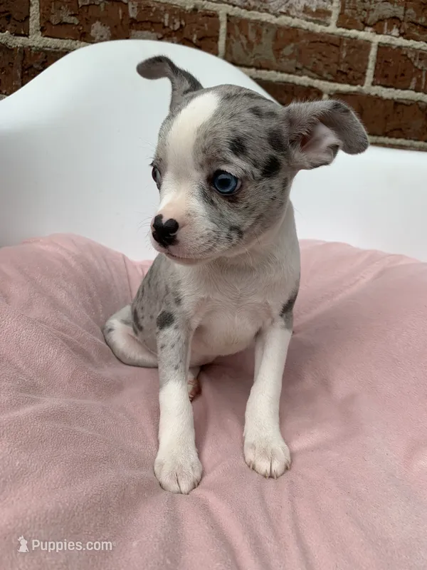 Merle  – French Bulldog, Chihuahua puppy for sale in Jonesboro, AR