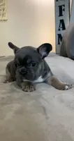 Blue Tan #2 , a male French Bulldog for sale in Brookland, AR – 2 of 2
