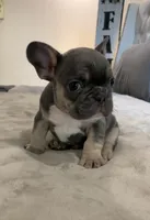 Blue Tan #1, a male French Bulldog for sale in Brookland, AR – 2 of 2
