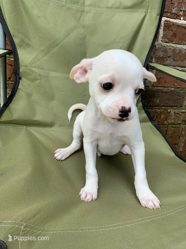 White  – French Bulldog, Chihuahua puppy for sale in Jonesboro, AR