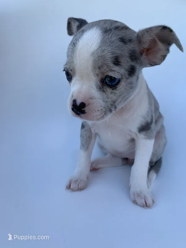 Merle  – French Bulldog, Chihuahua puppy for sale in Jonesboro, AR