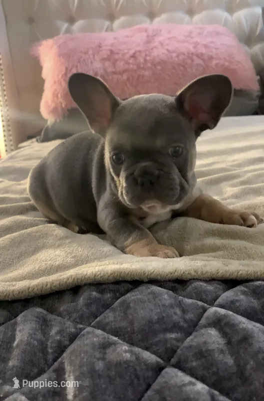 Blue Tan  – French Bulldog puppy for sale in Brookland, AR