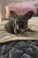 Blue Tan , a male French Bulldog for sale in Brookland, AR – 1 of 2