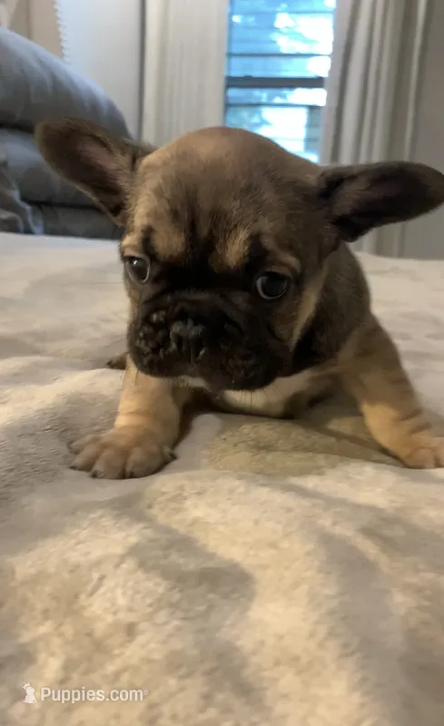 Sable  – French Bulldog puppy for sale in Brookland, AR