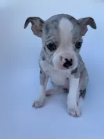 Merle , a female French Bulldog and Chihuahua for sale in Jonesboro, AR – 2 of 3
