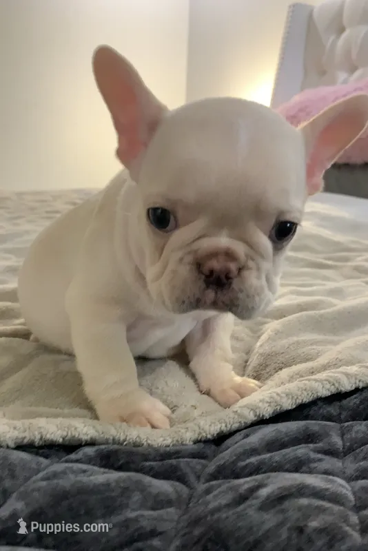 White Tan  – French Bulldog puppy for sale in Brookland, AR