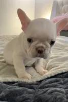 White Tan , a male French Bulldog for sale in Brookland, AR – 1 of 2