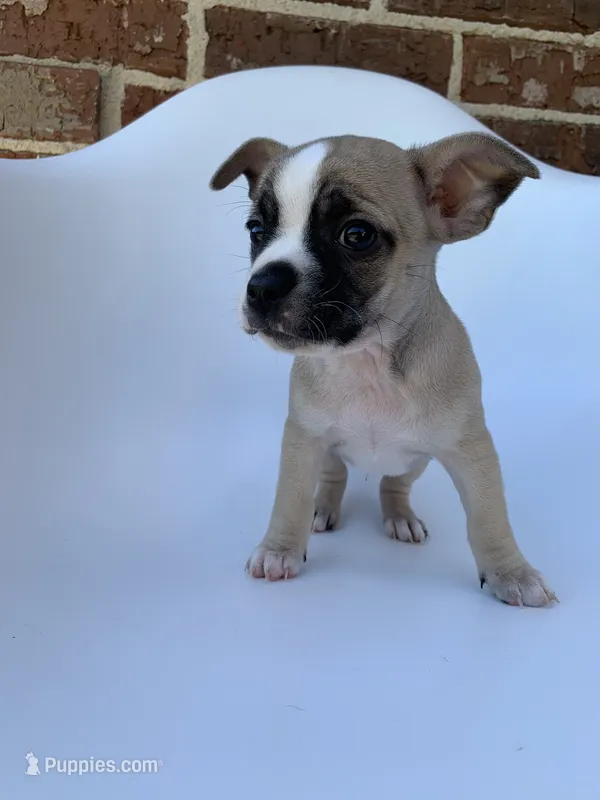Tri Color  – French Bulldog, Chihuahua puppy for sale in Jonesboro, AR