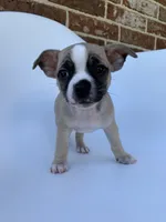 Tri Color , a male French Bulldog and Chihuahua for sale in Jonesboro, AR – 3 of 3