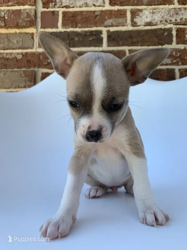 Blue Fawn  – French Bulldog, Chihuahua puppy for sale in Jonesboro, AR