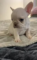 White Tan , a male French Bulldog for sale in Brookland, AR – 2 of 2