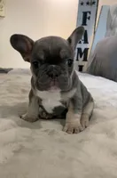 Blue Tan #1, a male French Bulldog for sale in Brookland, AR – 1 of 2