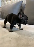 Black Tan , a male French Bulldog for sale in Brookland, AR – 2 of 2