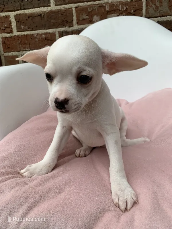 White  – French Bulldog, Chihuahua puppy for sale in Jonesboro, AR