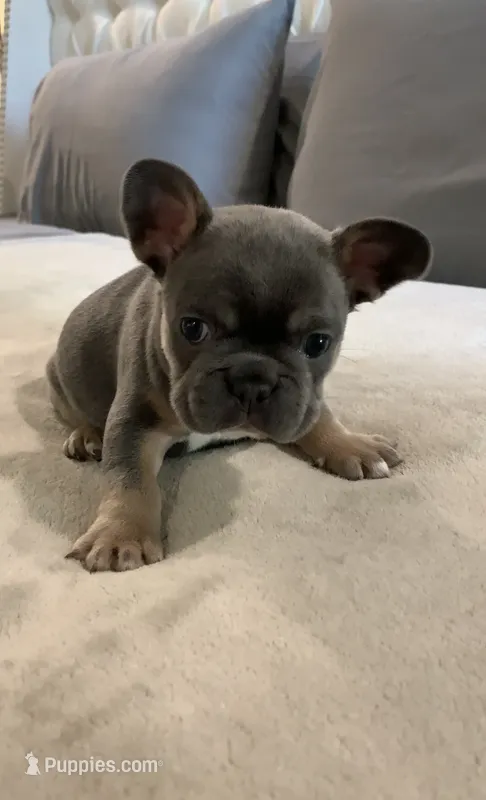Blue Tan #2  – French Bulldog puppy for sale in Brookland, AR