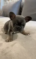 Blue Tan #2 , a male French Bulldog for sale in Brookland, AR – 1 of 2
